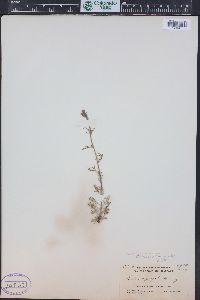 Ipomopsis aggregata subsp. collina image