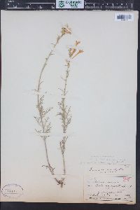 Ipomopsis aggregata subsp. collina image