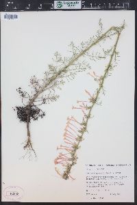 Ipomopsis aggregata image