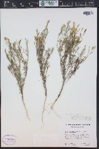 Ipomopsis laxiflora image