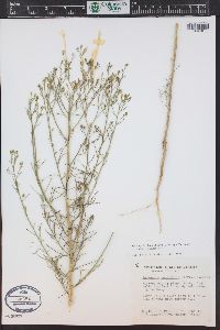 Ipomopsis longiflora image