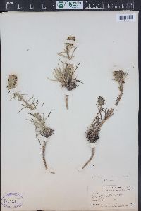 Ipomopsis spicata image