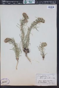 Ipomopsis spicata image