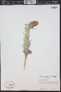 Ipomopsis spicata image