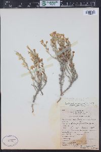 Linanthus pungens image