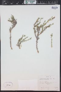 Linanthus pungens image
