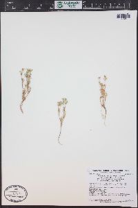 Phlox gracilis image