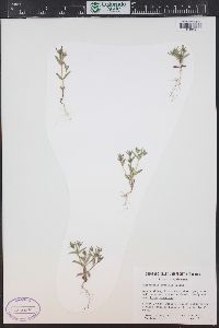 Phlox gracilis subsp. humilis image