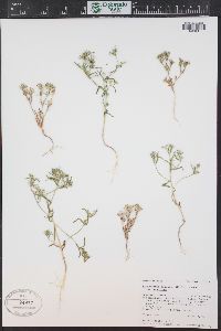 Phlox gracilis image