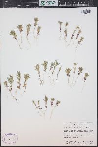 Phlox gracilis image