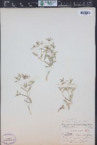 Phlox gracilis subsp. humilis image