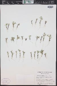 Phlox gracilis subsp. humilis image