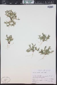 Phlox gracilis image