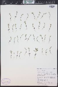 Phlox gracilis image