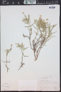 Phlox longifolia image