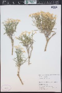 Phlox longifolia image