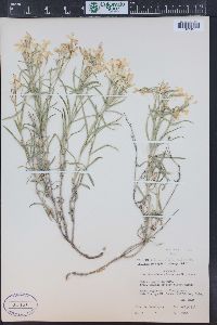 Phlox longifolia image