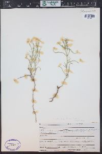 Phlox longifolia image