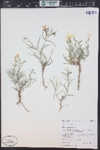 Phlox longifolia image