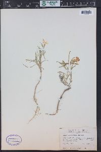 Phlox longifolia image