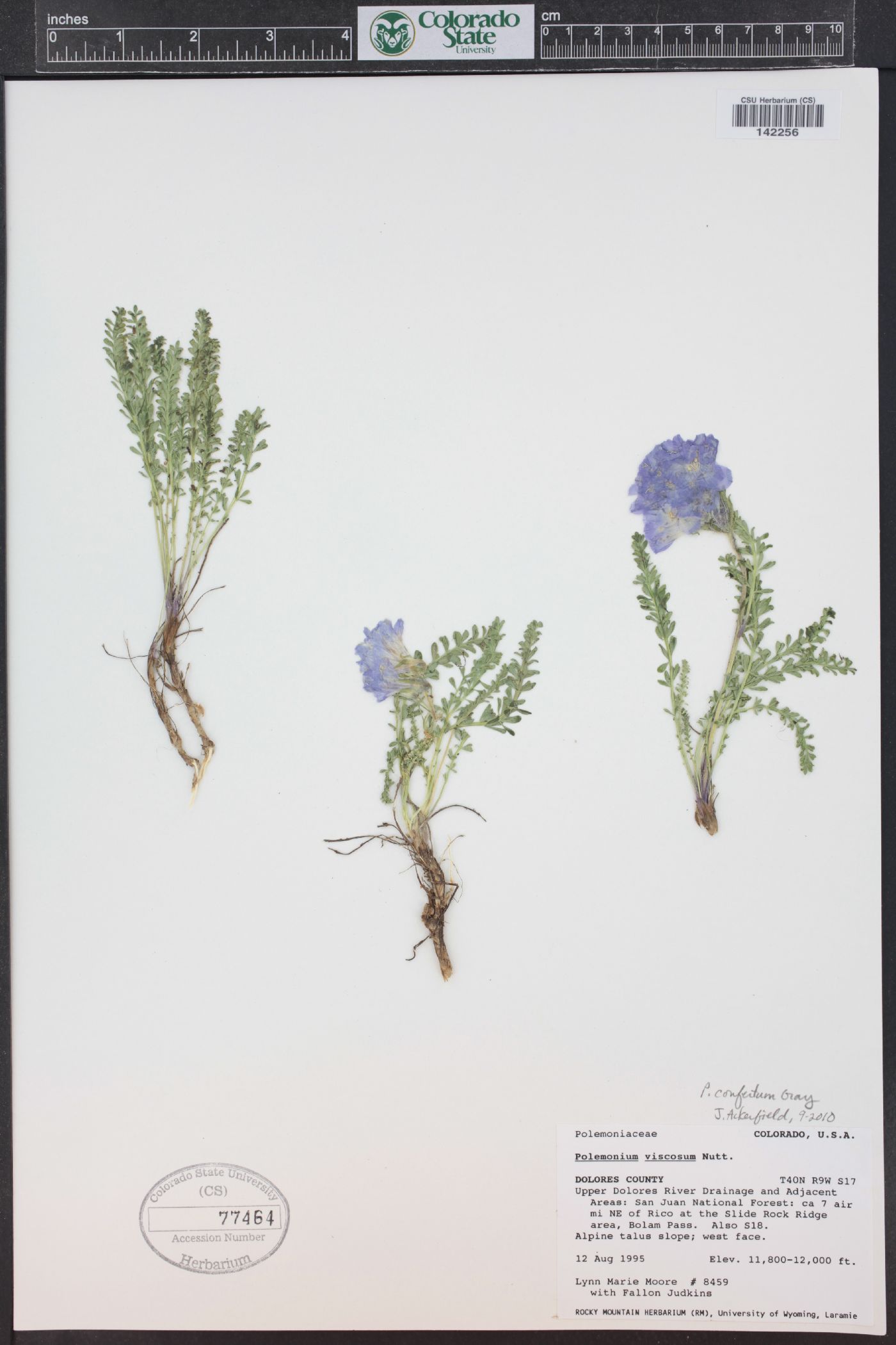 Polemonium confertum image