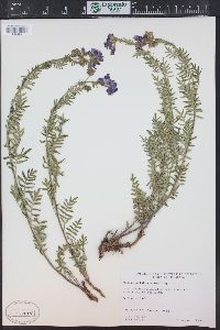 Polemonium foliosissimum image