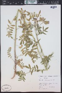 Polemonium foliosissimum image