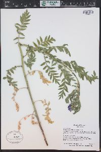 Polemonium foliosissimum image