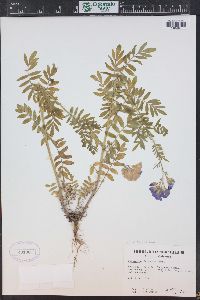 Polemonium foliosissimum image