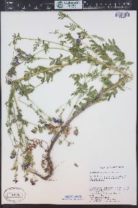 Polemonium foliosissimum image