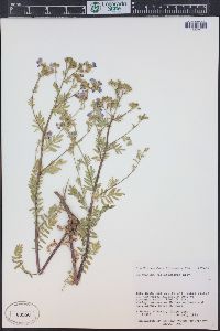 Polemonium foliosissimum image