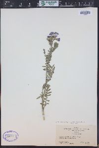 Polemonium foliosissimum image