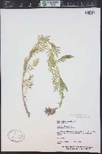 Polemonium occidentale image