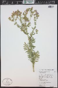 Polemonium foliosissimum image