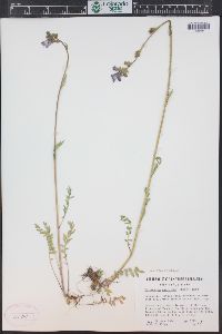 Polemonium occidentale image