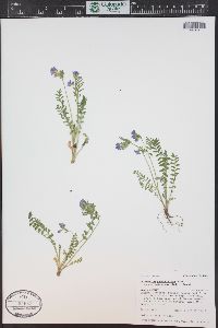 Polemonium pulcherrimum image