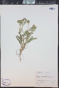 Polemonium pulcherrimum image