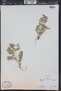 Polemonium pulcherrimum image