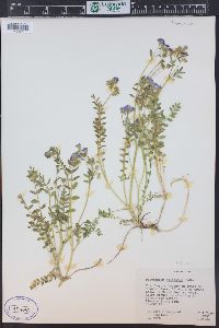 Polemonium pulcherrimum image