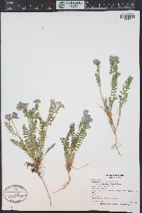 Polemonium pulcherrimum image