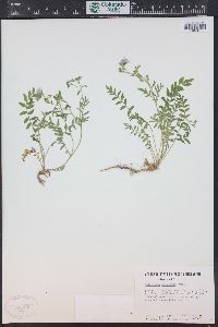 Polemonium pulcherrimum subsp. delicatum image