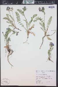 Polemonium pulcherrimum subsp. delicatum image