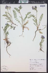 Polemonium pulcherrimum image