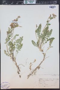 Polemonium pulcherrimum subsp. delicatum image