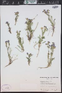 Polemonium pulcherrimum subsp. delicatum image