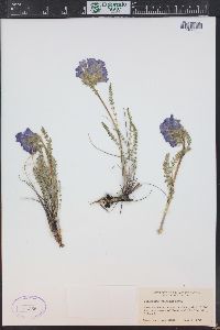 Polemonium viscosum image