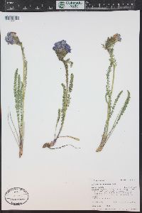 Polemonium viscosum image