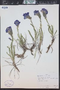 Polemonium viscosum image