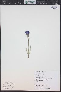 Polemonium viscosum image