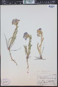 Polemonium viscosum image